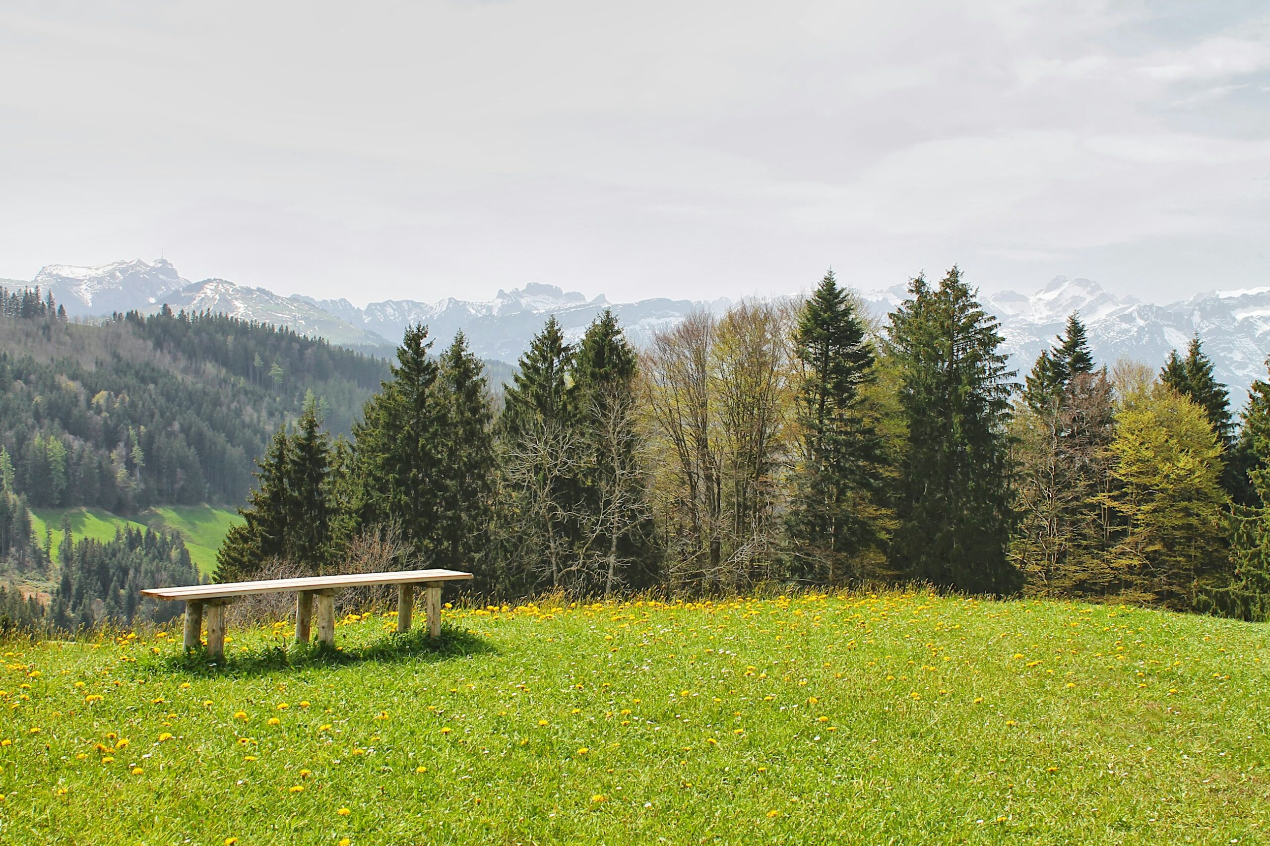 Ruhige Sitzbank in der Natur